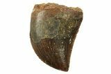Serrated, Juvenile Carcharodontosaurus Tooth #228777-1